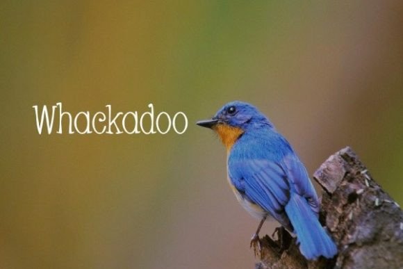 Whackadoo: A Slim Serif Font for Handmade Labels & Cards